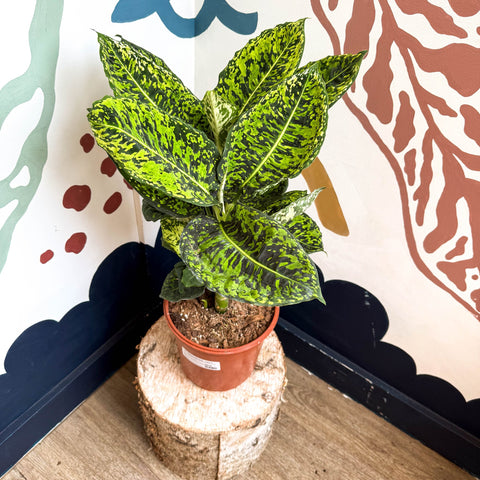 Dieffenbachia ‘Reflector’ – Leopard Lily - Sprouts of Bristol