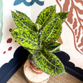 Dieffenbachia ‘Reflector’ – Leopard Lily - Sprouts of Bristol
