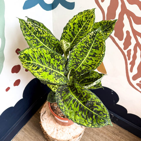 Dieffenbachia ‘Reflector’ – Leopard Lily - Sprouts of Bristol