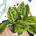 Dieffenbachia ‘Reflector’ – Leopard Lily - Sprouts of Bristol