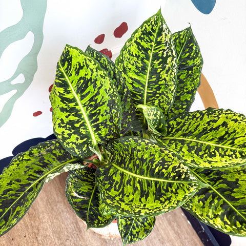 Dieffenbachia ‘Reflector’ – Leopard Lily - Sprouts of Bristol