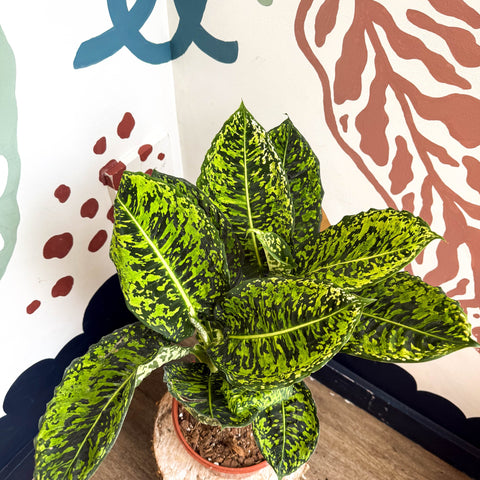 dieffenbachia reflector Dieffenbachia 'Reflector' – Leopard Lily – Sprouts of Bristol
