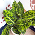 Dieffenbachia ‘Reflector’ – Leopard Lily - Sprouts of Bristol