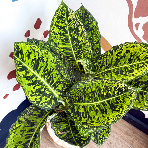 Dieffenbachia ‘Reflector’ – Leopard Lily - Sprouts of Bristol