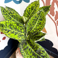 Dieffenbachia ‘Reflector’ – Leopard Lily - Sprouts of Bristol