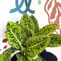 Dieffenbachia ‘Reflector’ – Leopard Lily - Sprouts of Bristol