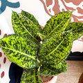 Dieffenbachia ‘Reflector’ – Leopard Lily - Sprouts of Bristol