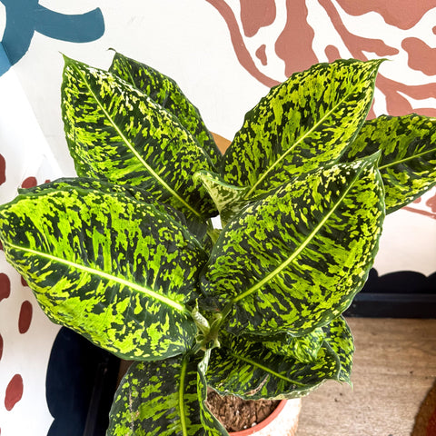 Dieffenbachia ‘Reflector’ – Leopard Lily - Sprouts of Bristol