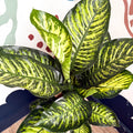 Dieffenbachia seguine ‘Maroba’ – Leopard Lily - Sprouts of Bristol