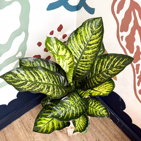 dieffenbachia seguine maroba Dieffenbachia seguine 'Maroba' – Leopard Lily – Sprouts of Bristol
