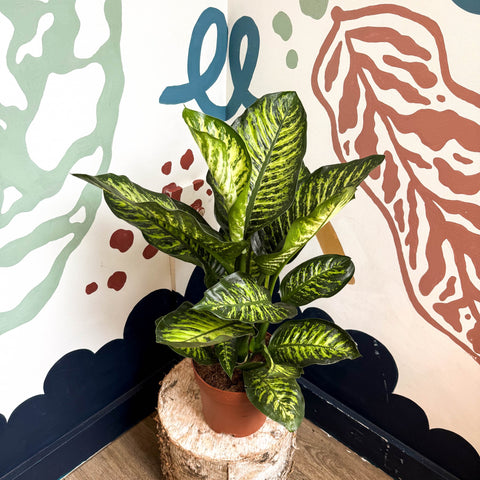 dieffenbachia seguine maroba Dieffenbachia seguine 'Maroba' – Leopard Lily – Sprouts of Bristol