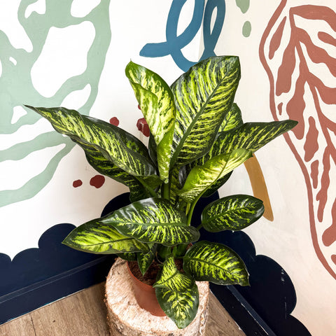 Dieffenbachia seguine ‘Maroba’ – Leopard Lily - Sprouts of Bristol