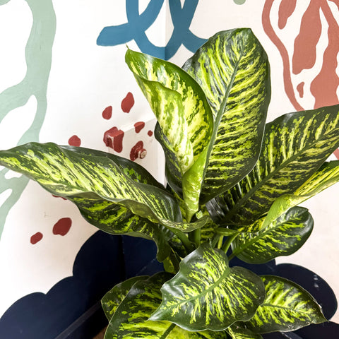 Dieffenbachia seguine ‘Maroba’ – Leopard Lily - Sprouts of Bristol