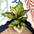 Dieffenbachia seguine ‘Maroba’ – Leopard Lily - Sprouts of Bristol