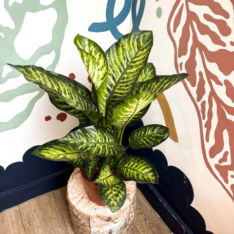 dieffenbachia maroba Dieffenbachia seguine 'Maroba' – Leopard Lily – Sprouts of Bristol
