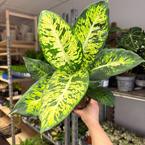Dieffenbachia seguine ‘Sublime’ – Leopard Lily - Sprouts of Bristol