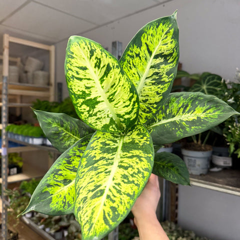 Dieffenbachia seguine ‘Sublime’ – Leopard Lily - Sprouts of Bristol