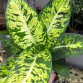 Dieffenbachia seguine ‘Sublime’ – Leopard Lily - Sprouts of Bristol