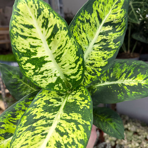 Dieffenbachia seguine ‘Sublime’ – Leopard Lily - Sprouts of Bristol