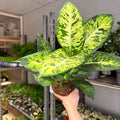 Dieffenbachia seguine ‘Sublime’ – Leopard Lily - Sprouts of Bristol