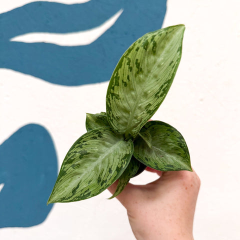 Dieffenbachia 'Snow' - Leopard Lily - Sprouts of Bristol
