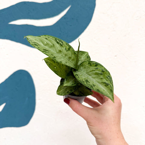 Dieffenbachia 'Snow' - Leopard Lily - Sprouts of Bristol