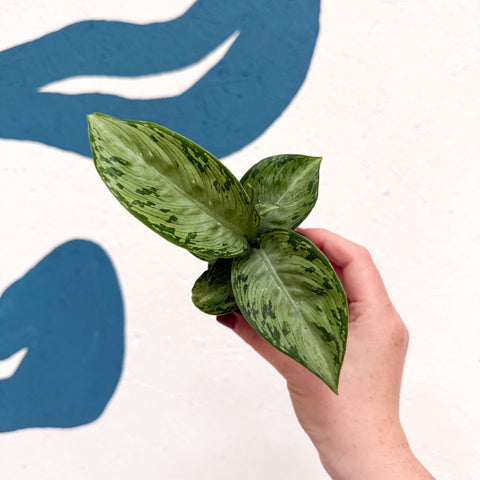 Dieffenbachia 'Snow' - Leopard Lily - Sprouts of Bristol