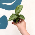 Dieffenbachia 'Snow' - Leopard Lily - Sprouts of Bristol