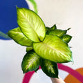 Dieffenbachia 'Summer Style' - Leopard Lily - Sprouts of Bristol