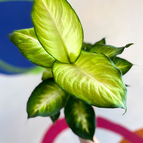 Dieffenbachia 'Summer Style' - Leopard Lily - Sprouts of Bristol