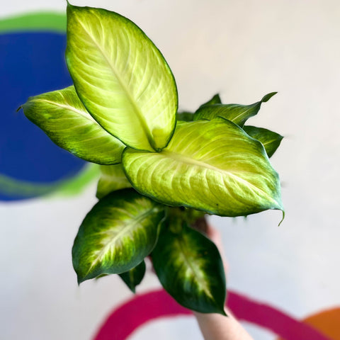 Dieffenbachia 'Summer Style' - Leopard Lily - Sprouts of Bristol