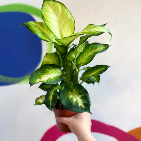 dieffenbachia summer style Dieffenbachia 'Summer Style'