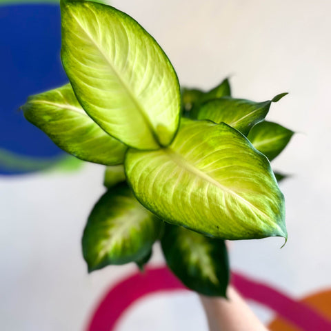 Dieffenbachia 'Summer Style' - Leopard Lily - Sprouts of Bristol