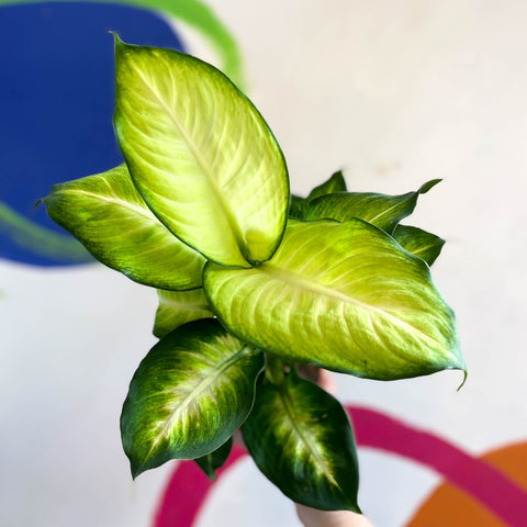 dieffenbachia summer style Dieffenbachia 'Summer Style'