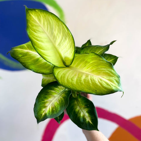 Dieffenbachia 'Summer Style' - Leopard Lily - Sprouts of Bristol