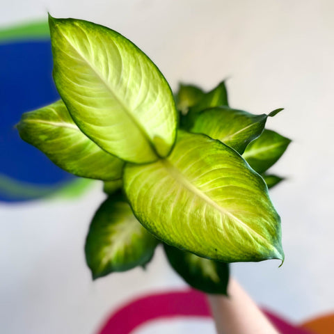 Dieffenbachia 'Summer Style' - Leopard Lily - Sprouts of Bristol