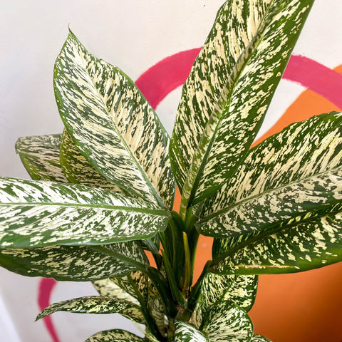 Dieffenbachia 'White Etna' - Leopard Lily - Sprouts of Bristol