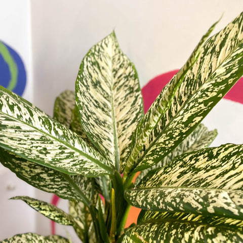 Dieffenbachia 'White Etna' - Leopard Lily - Sprouts of Bristol