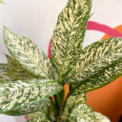 dieffenbachia etna Dieffenbachia 'White Etna'