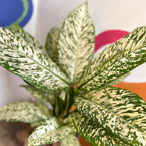 dieffenbachia white etna Lirio leopardo