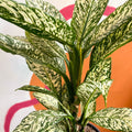 Dieffenbachia 'White Etna' - Leopard Lily - Sprouts of Bristol