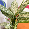 Dieffenbachia 'White Etna' - Leopard Lily - Sprouts of Bristol