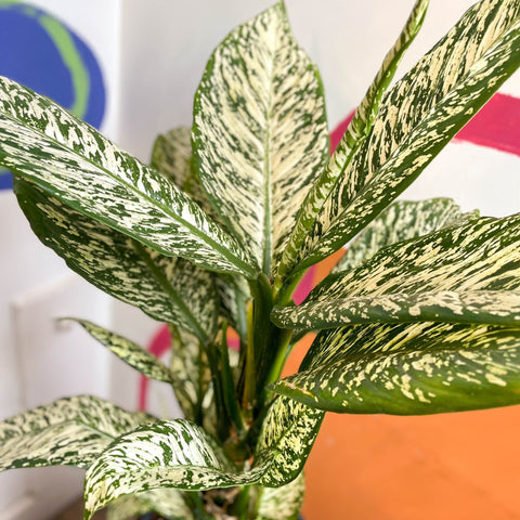 Dieffenbachia 'White Etna' - Leopard Lily - Sprouts of Bristol