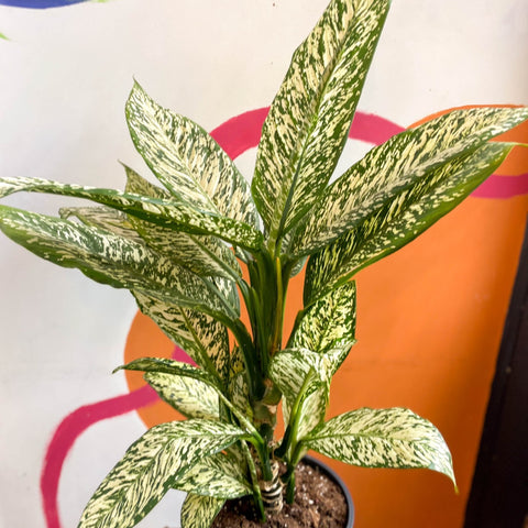 Dieffenbachia 'White Etna' - Leopard Lily - Sprouts of Bristol