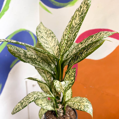 Dieffenbachia 'White Etna' - Leopard Lily - Sprouts of Bristol