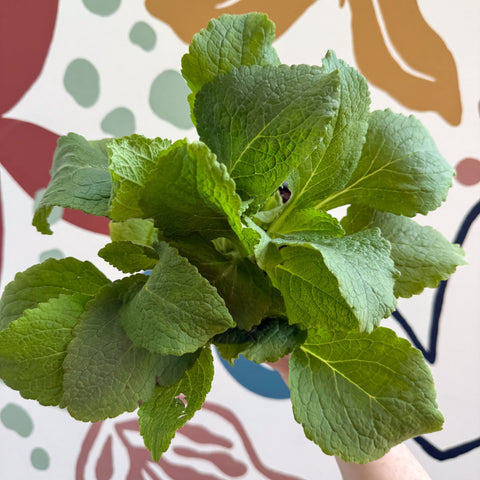 Digitalis purpurea 'Virtuoso Rose Compact' - Foxgloves [British Grown Herbaceous Perennial] - Sprouts of Bristol