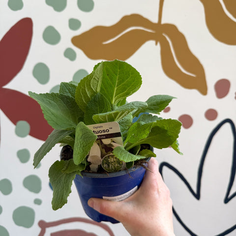 Digitalis purpurea 'Virtuoso White' - Foxgloves [British Grown Herbaceous Perennial] - Sprouts of Bristol