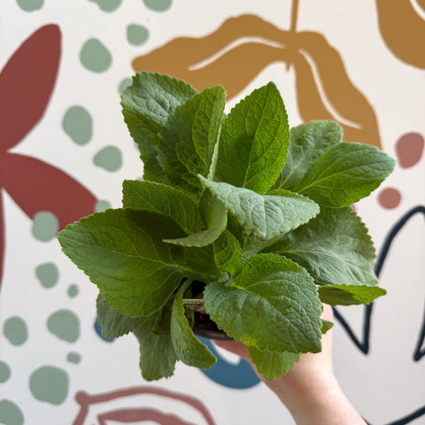 Digitalis purpurea 'Virtuoso White' - Foxgloves [British Grown Herbaceous Perennial] - Sprouts of Bristol