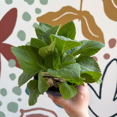 Digitalis purpurea 'Virtuoso White' - Foxgloves [British Grown Herbaceous Perennial] - Sprouts of Bristol