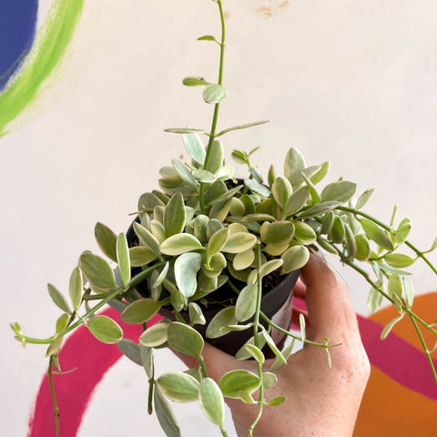 Dischidia oiantha 'White Diamond' - Sprouts of Bristol